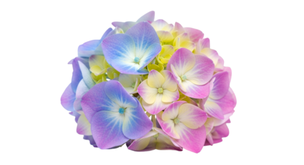 violet flowers isolated on white