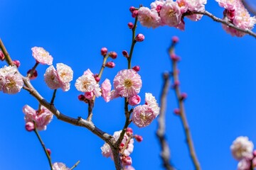 青空バックに見上げる満開の淡いピンクの梅の花