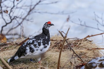 枯れ草の上を悠々と歩く雷鳥オス