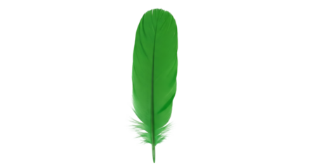 green feather isolated on white
