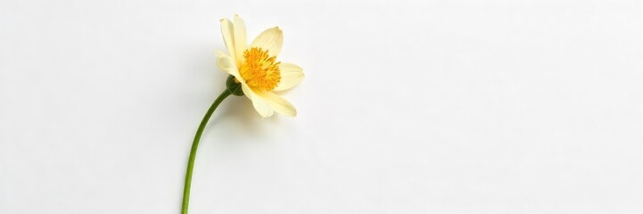A single, wilted flower, isolated on a pure white background, symbolizes weariness and loneliness The delicate petals droop, conveying a sense of exhaustion and isolation , gentle, lonely