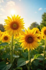 Vibrant sunflowers basking in the warm glow of summer sunshine, their golden petals reaching towards the sky A picturesque scene of nature's beauty and idyllic summer days , natural, garden