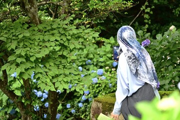 雨が降る中、紫陽花寺で有名な月照寺を散策する観光客　松江市