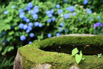 紫陽花がきれいに咲き乱れる松江市月照寺の紫陽花