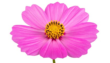 Close-up of vibrant pink flower