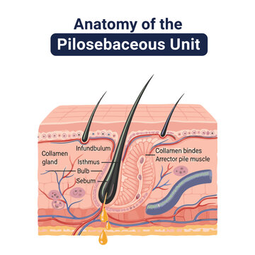 Detailed medical illustration of the pilosebaceous unit structure and function in human skin