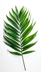 Single vibrant green palm frond isolated on white