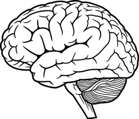 Anatomical illustration of human brain side view detailed drawing medical science concept vector