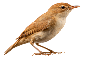 a small brown bird standing on a white surface