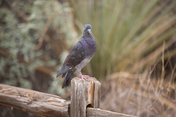 pigeon on a branch