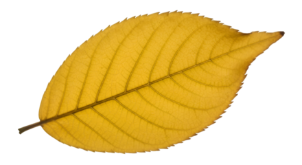yellow leaf isolated on white