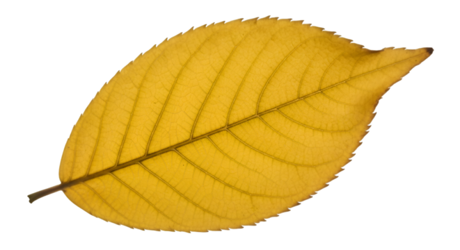 yellow leaf isolated on white
