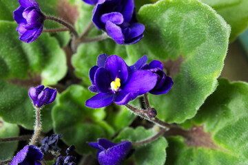 Close-Up of Purple African Violet Flower with Green Leaves