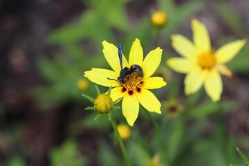 Black Potter Wasp (Allorhynchium argentatum) on yellow flower