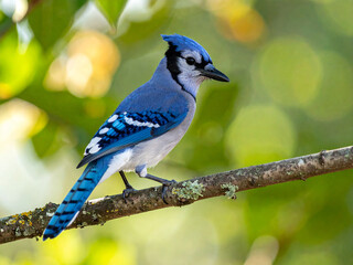 Resting on a mossy branch, the blue jay adds a touch of color and elegance to the serene woodland atmosphere.