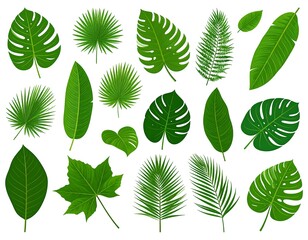 Diverse collection of vibrant green tropical leaves, displayed in various shapes and sizes against a bright white background.