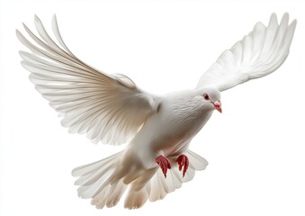 Fototapeta premium Abstract concept of white dove in flight on clean white background, photorealistic hyper detailed rendering symbolizing peace, freedom, purity, spiritual balance, and artistic serenity.