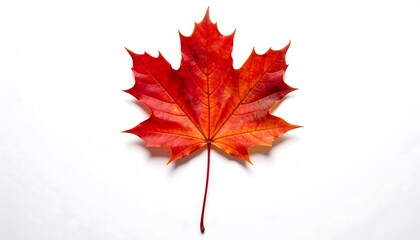 A vibrant autumn maple leaf rests on a plain white surface, displaying a gradient of warm autumnal colors.