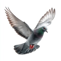 Gray pigeon with wings fully extended in flight, isolated on white background, detailed feathers, capturing motion, elegance, freedom, and realistic airborne grace.