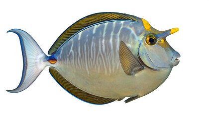 A profile view of a striking fish, showcasing its unique horn-like appendage and diverse coloration.