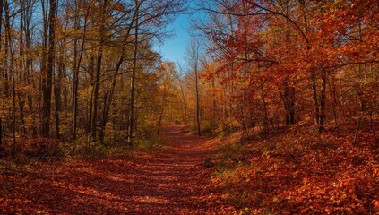 Obraz premium A sun-drenched woodland path winds through a vibrant autumn landscape, ablaze with fiery reds and golden hues.