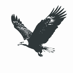 Fototapeta premium eagle on white background