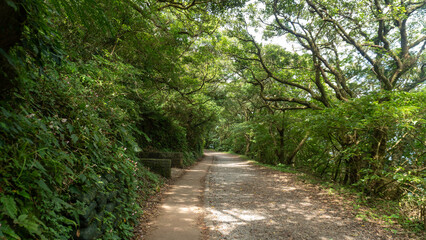 Serene Forest Path: Tranquil Nature Trail