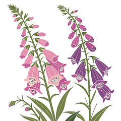 foxglove digitalis purpurea vector © MOHAMMADRIPON