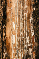 Tree trunk with resin flowing texture