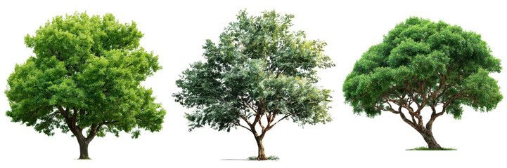 Three Distinct Trees Showcasing Various Leaf Colors and Textures