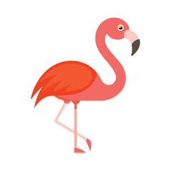 Flamingo White Background