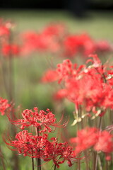 日本の秋に咲く彼岸花