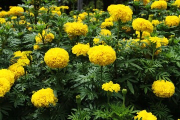 Yellow Marigold flowers field in a garden