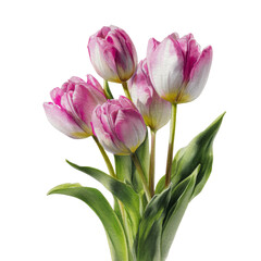 Fototapeta premium Elegant arrangement of pink and white tulips with refined details on a transparent setting