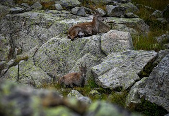 Beautiful high resolution close up image of wild mountain goats camouflaging with the natural surrounding rocks and vegetation on the TMB- Tour du Mont Blanc trail- France