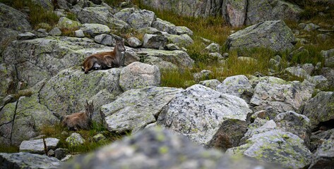 Beautiful high resolution close up image of wild mountain goats camouflaging with the natural surrounding rocks and vegetation on the TMB- Tour du Mont Blanc trail- France