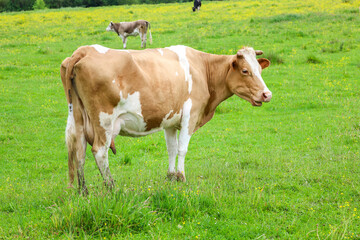 ​A well-groomed brown-and-white cow stands in a green meadow, calmly grazing among the wildflowers.