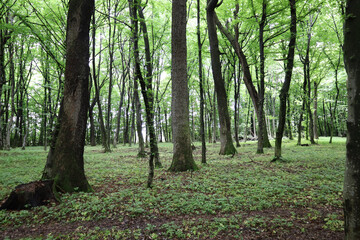 ​A path in a dense forest, bathed in soft daylight that filters through the tall trees. The fresh greenery of the leaves and grass creates a sense of peace and solitude, inviting you for a walk throug