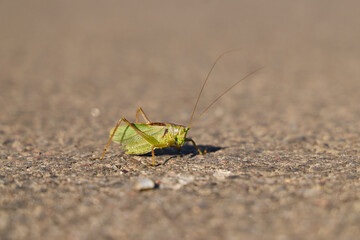 A Beautiful Green Grasshopper Resting on a Sunlit Surface, Rejuvenating in Daylight