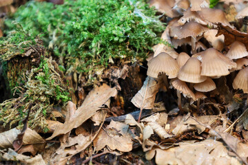 ​A cluster of small mushrooms grows among fallen leaves and green moss on the forest floor. This photograph highlights the texture and details of the natural environment, creating an autumnal woodland