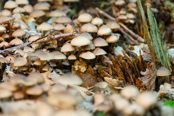 A large colony of small mushrooms with thin stems growing at the base of an old tree stump on the forest floor.