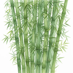 Obraz premium Watercolor Bamboo Stalks and Leaves Isolated on White Background