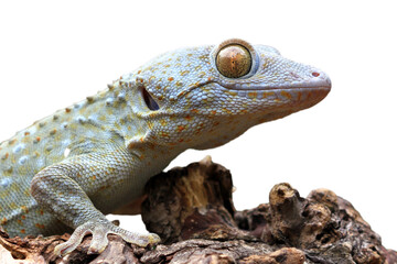 Tokay gecko albino closeup head, Closeup Tokay gecko on wood with isoolated background