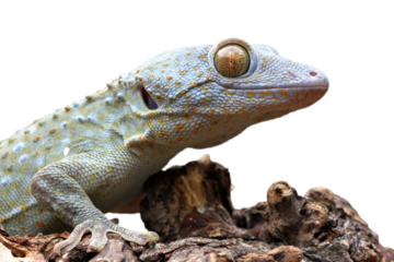 Tokay gecko albino closeup head, Closeup Tokay gecko on wood with isoolated background