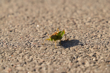 A detailed closeup image of a Cicada perched on a paved surface under natural light conditions