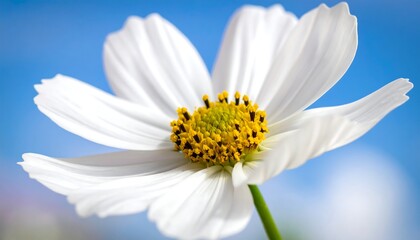 Close-up of a white cosmos flower