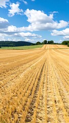 Fototapeta premium Golden field under a vibrant blue sky