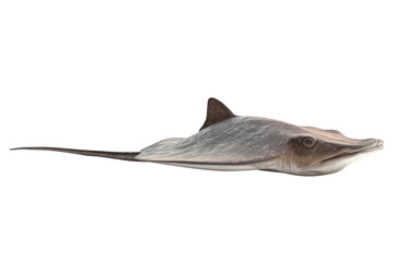 Detailed realistic illustration of a stingray swimming isolated on transparent background