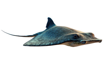 Majestic spotted eagle ray swimming gracefully isolated on transparent background