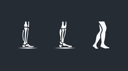 Fototapeta premium Human Leg Bone Structure Variations.